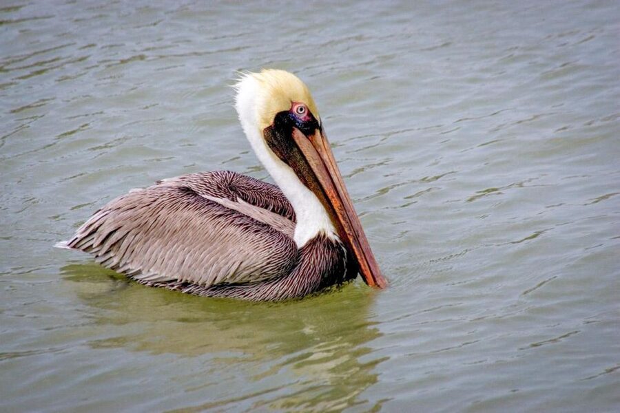 Everglades National Park: Pontoon Boat Tour & Boardwalk - Booking advice and cancellation flexibility