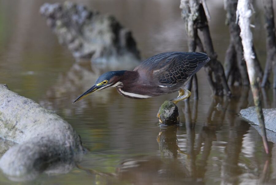 Everglades National Park: Private 2.5-Hour Photo Safari - A private boat changes the Everglades photo experience