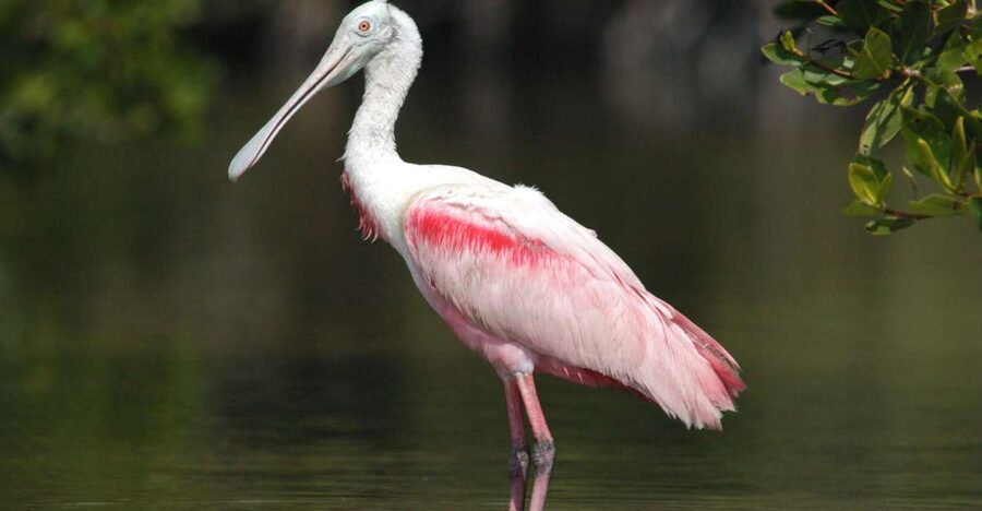 Everglades National Park: Private 2.5-Hour Photo Safari - The 2.5-hour route begins or ends near a bird roost