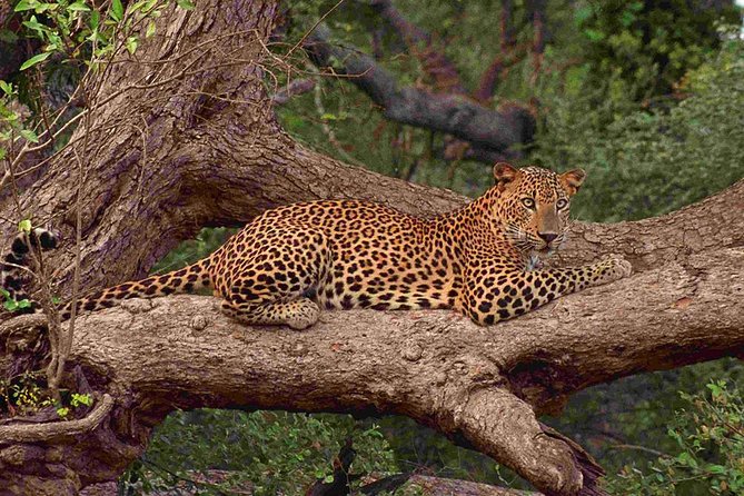Exclusive: Full Day Leopard Safari at Yala National Park - Key points to know before booking