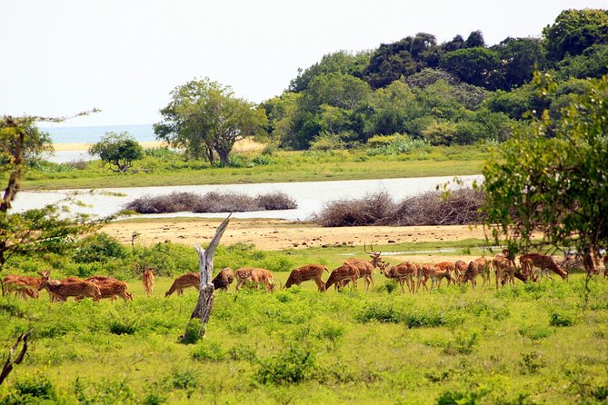 Exclusive: Full Day Leopard Safari at Yala National Park - Why Yala is a strong choice for a leopard safari