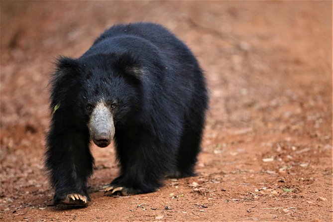 Exclusive: Full Day Leopard Safari at Yala National Park - The wildlife list is long, but sightings remain unpredictable