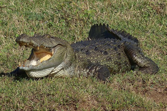 Exclusive: Full Day Leopard Safari at Yala National Park - Who should book this Yala experience