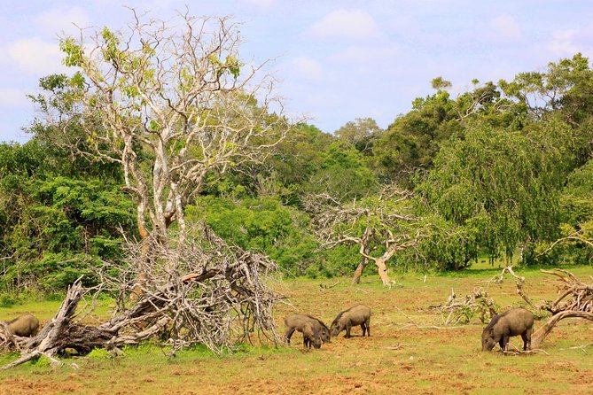 Exclusive: Full Day Leopard Safari at Yala National Park - Searching Yala’s scrub jungle, lagoons, and reservoirs