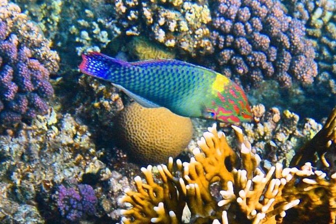 Excursion to the White Island & Ras Mohammed National Park from Sharm El Sheikh - What the boat day feels like