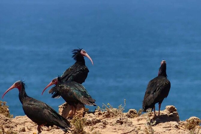 Excursions to the Souss Massa National Park - Key points to know before booking