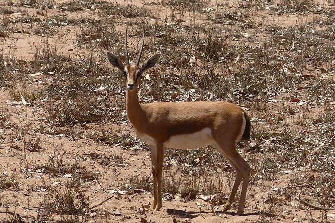 Excursions to the Souss Massa National Park - Flamingo Park and the chance to see pink birds