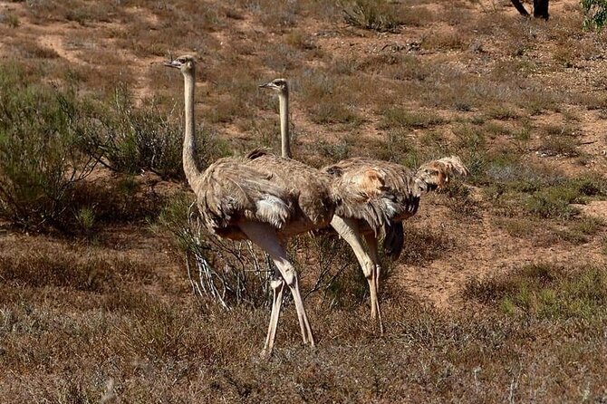 Excursions to the Souss Massa National Park - Tifnit’s fishing caves, fish souk, and blue boats