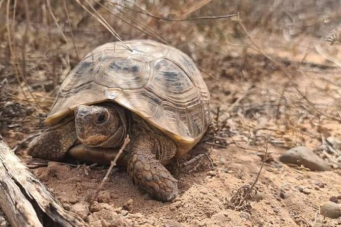 Excursions to the Souss Massa National Park - Tifnit’s 45-minute dune stop