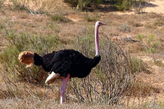 Excursions to the Souss Massa National Park - Timing, weather, and practical expectations