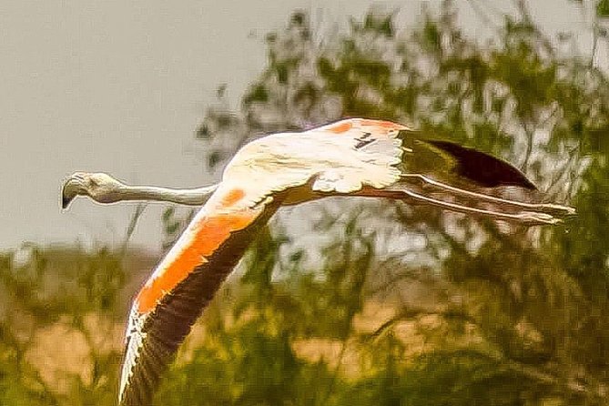 Explore Agadir wildlife national park safari with lunch & pickup - Why Souss Massa makes a good half-day trip from Agadir