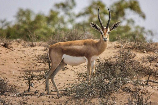 Explore Agadir wildlife national park safari with lunch & pickup - Starting at the park museum