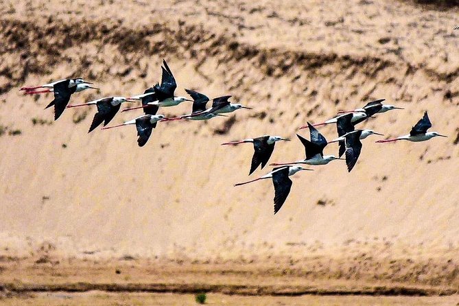 Explore Agadir wildlife national park safari with lunch & pickup - Looking for animals across the protected area