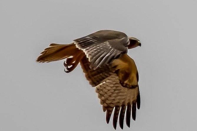 Explore Agadir wildlife national park safari with lunch & pickup - Lunch and the return to Agadir