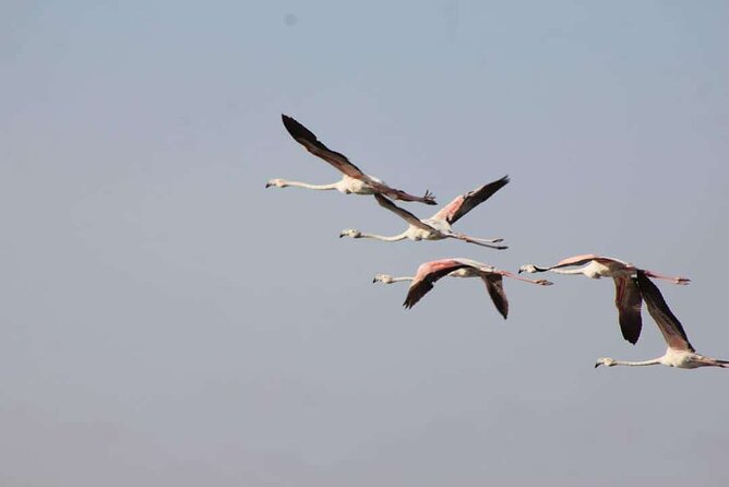 Explore Agadir wildlife national park safari with lunch & pickup - What the private format is really worth