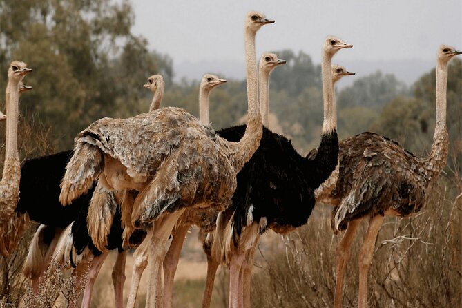 Explore Agadir wildlife national park safari with lunch & pickup - Who will enjoy this Agadir wildlife tour most