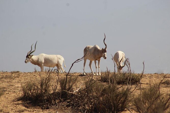 Explore Agadir wildlife national park safari with lunch & pickup - The 8 a.m. pickup and drive from Agadir