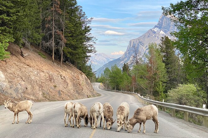 Explore Banff National Park with Our Premium Day Tour - A long Rockies day with the hard parts handled