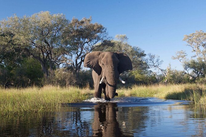Explore Chobe National Park With a Day Trip from Victoria Falls - What the two-hour boat safari does best