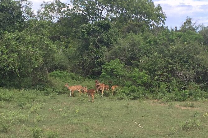 Explore The Beauty Of Udawalawe National Park From South Coast During 01 Day - Four hours inside Udawalawe National Park