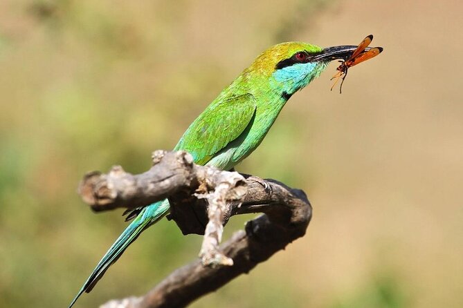 Explore The Beauty Of Udawalawe National Park From South Coast During 01 Day - The optional Elephant Transit Home stop