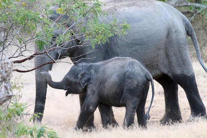 Explore The Beauty Of Udawalawe National Park From South Coast During 01 Day - What the private format changes