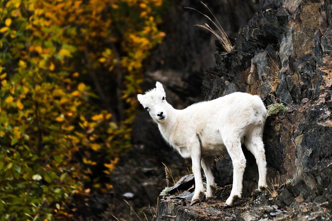 Exquisite Wildlife & Wilderness Photo Tour Anchorage -Whittier - Why this Anchorage to Whittier day is worth your time