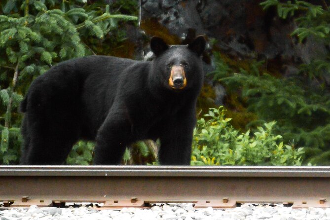Exquisite Wildlife & Wilderness Photo Tour Anchorage -Whittier - Exploring Whittier and Prince William Sound views