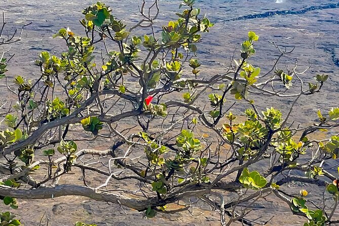 Fat Tire E-Bike Tour for Cruise Guests - Volcanoes National Park - Who will enjoy this park ride most