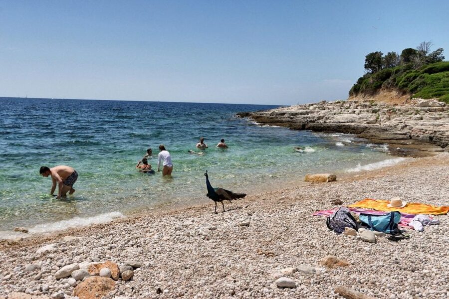 Fazana: Brijuni National Park Scenic Boat Tour & Swimming - How the return schedule works