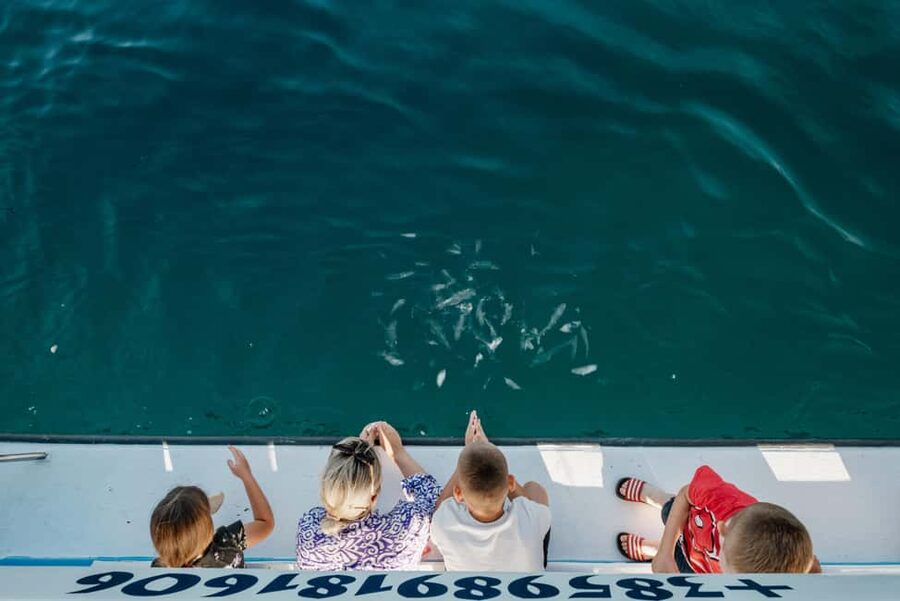 Fažana: Glass Boat Tour of Brijuni National Park - Key points to know before booking