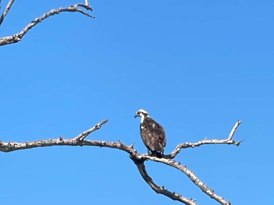 Fort Pierce: Prehistoric Preserve Kayak Tour - From a forest road to Fort Pierce’s quiet water