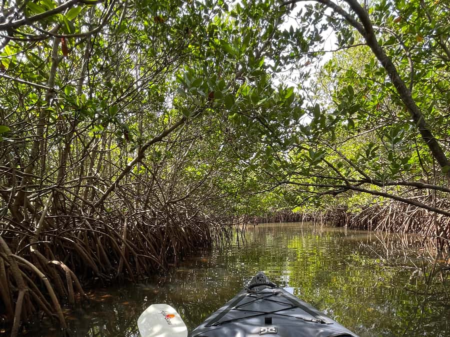 Fort Pierce: Prehistoric Preserve Kayak Tour - What the $55 price really covers