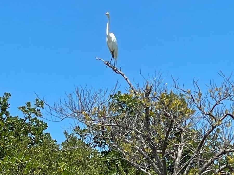 Fort Pierce: Prehistoric Preserve Kayak Tour - What to bring for a better outing