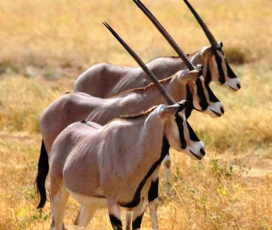 From Addis Ababa: Day Trip To Awash National Park - Why Awash works as a day trip from Addis Ababa