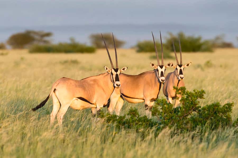 From Addis Ababa: Day Trip To Awash National Park - The game drive and Awash’s lowland wildlife
