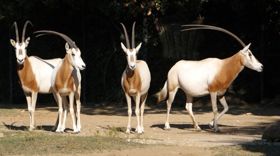 From Agadir: Souss Massa National Park Tour - Key points to know before booking