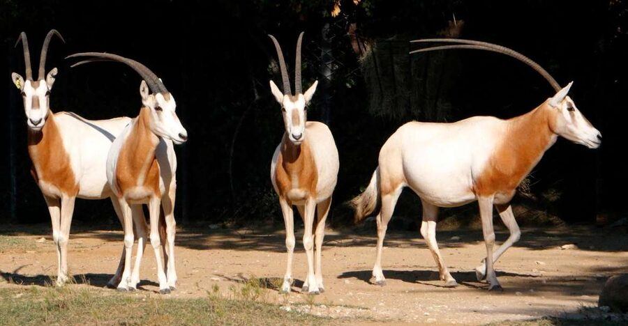 From Agadir: Souss Massa National Park Tour - Why Souss-Massa is worth your morning