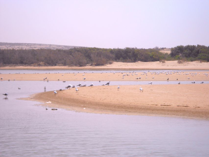From Agadir: Souss Massa National Park Tour - The museum puts the animals in context