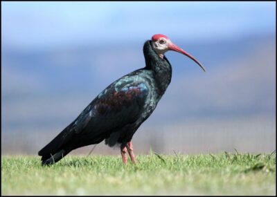 From Agadir: Souss Massa National Park Tour