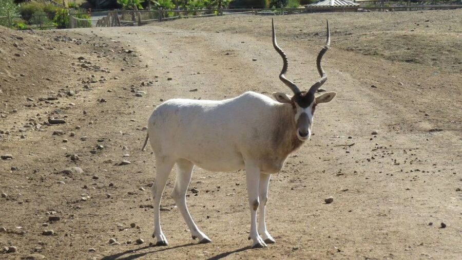 From Agadir: Souss Massa National Park Tour - Searching for oryx, addax, and gazelles