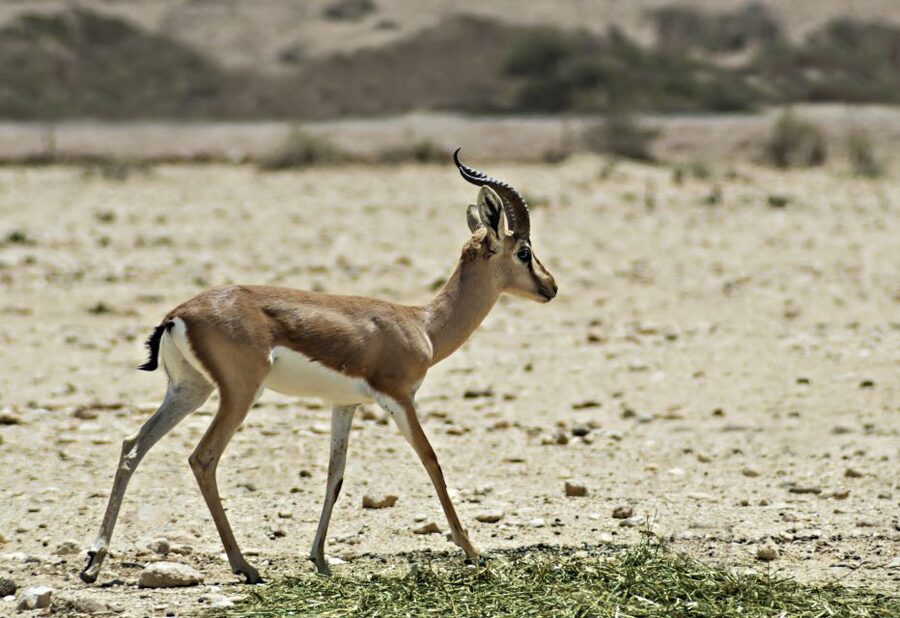 From Agadir: Souss Massa National Park Tour - Ostriches and smaller wildlife