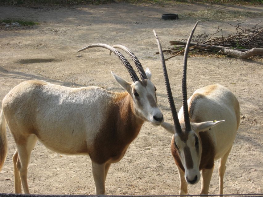 From Agadir: Souss Massa National Park Tour - Your guide can shape the experience