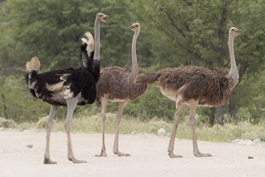 From Agadir: Souss Massa National Park Tour - Is $96 per person good value?