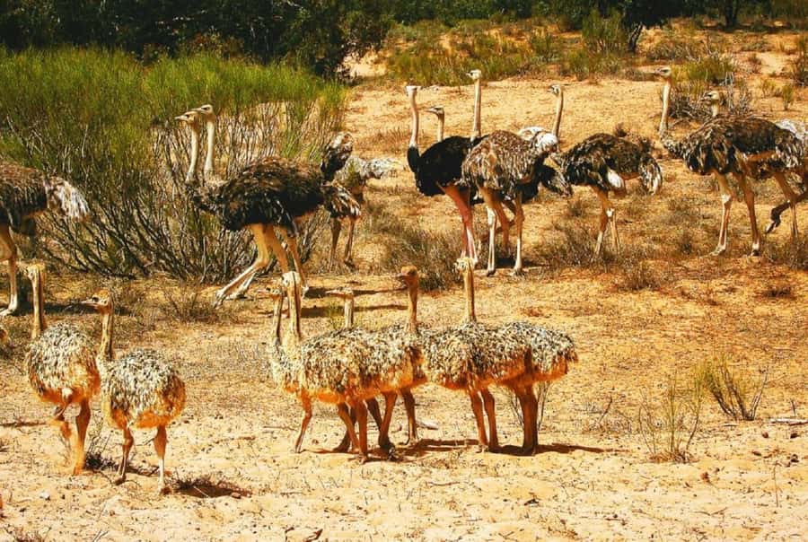 From Agadir: Souss-Massa National Park Tour with Lunch - Understanding the park and its conservation work