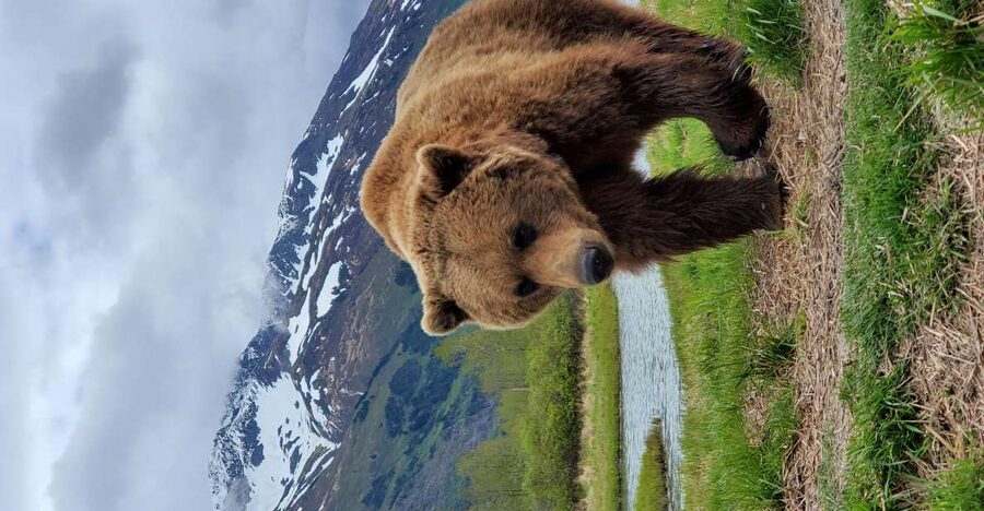 From Anchorage: Wilderness, Wildlife, & Glacier Experience - Why this Anchorage day trip works