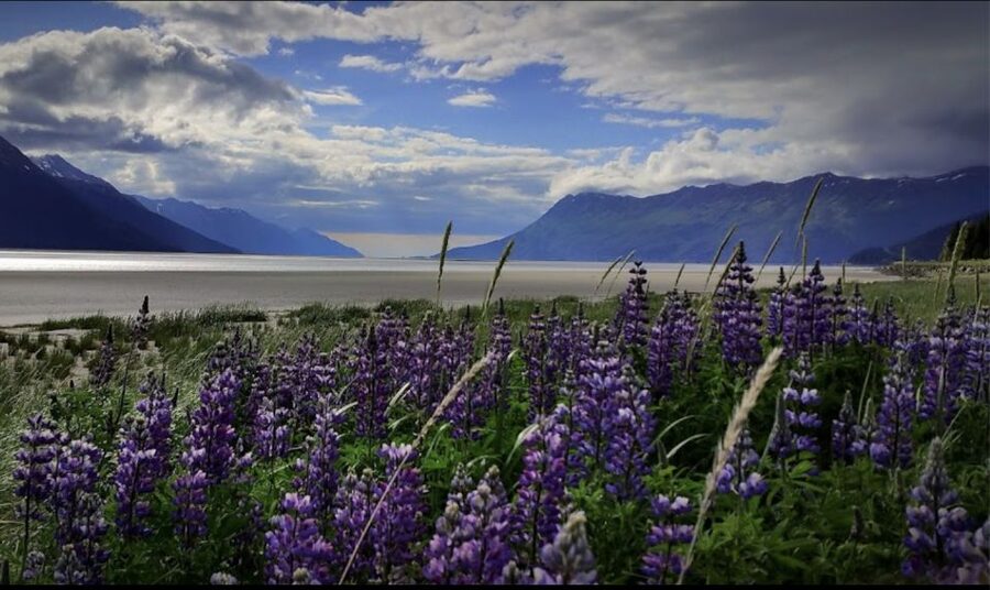 From Anchorage: Wilderness, Wildlife, & Glacier Experience - Guides who turn a long day into a good one