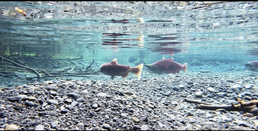 From Anchorage: Wilderness, Wildlife, & Glacier Experience - Is $242 a fair price?