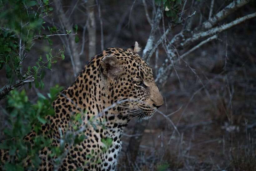 From Anuradhapura: Wilpattu National Park Half-Day Safari - Why Wilpattu’s villus make this safari special