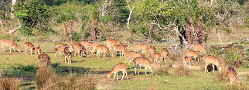From Anuradhapura: Wilpattu National Park Half-Day Safari - Leaving Anuradhapura for the park